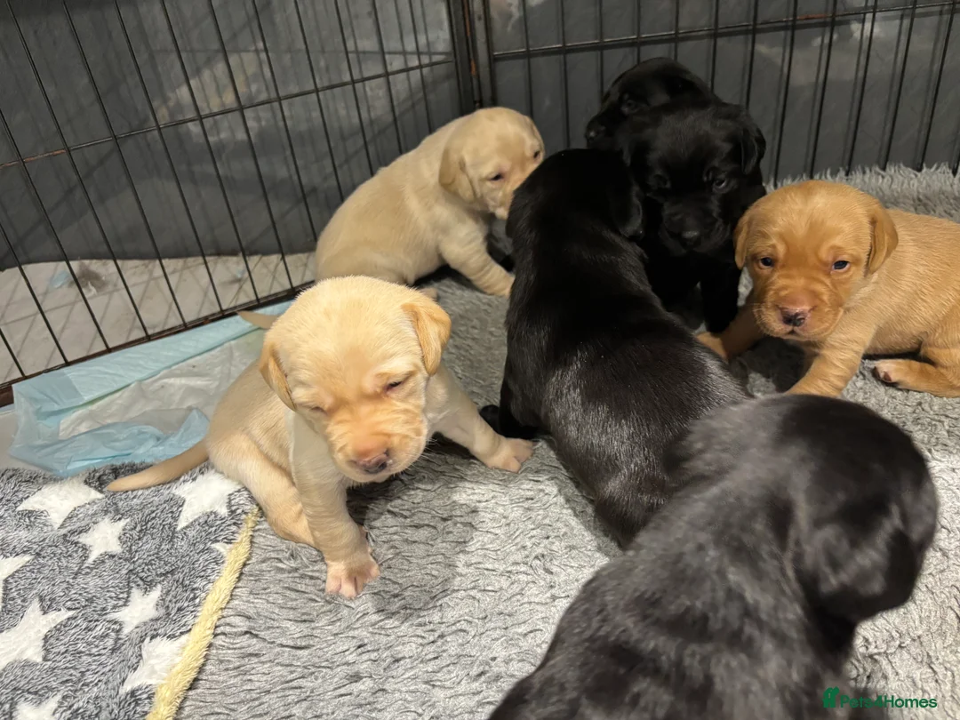 Labrador Retriever dogs for sale: Gorgeous KC registered Labrador puppies  - Advert 5