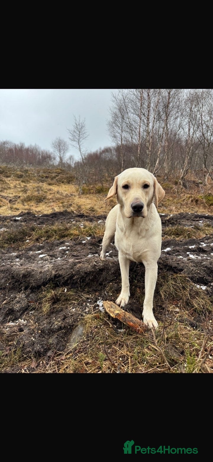 Labrador Retriever dogs Labrador looking for a new home. - Advert 1