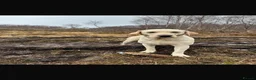 Labrador Retriever dogs for sale: Labrador looking for a new home. - Advert 1