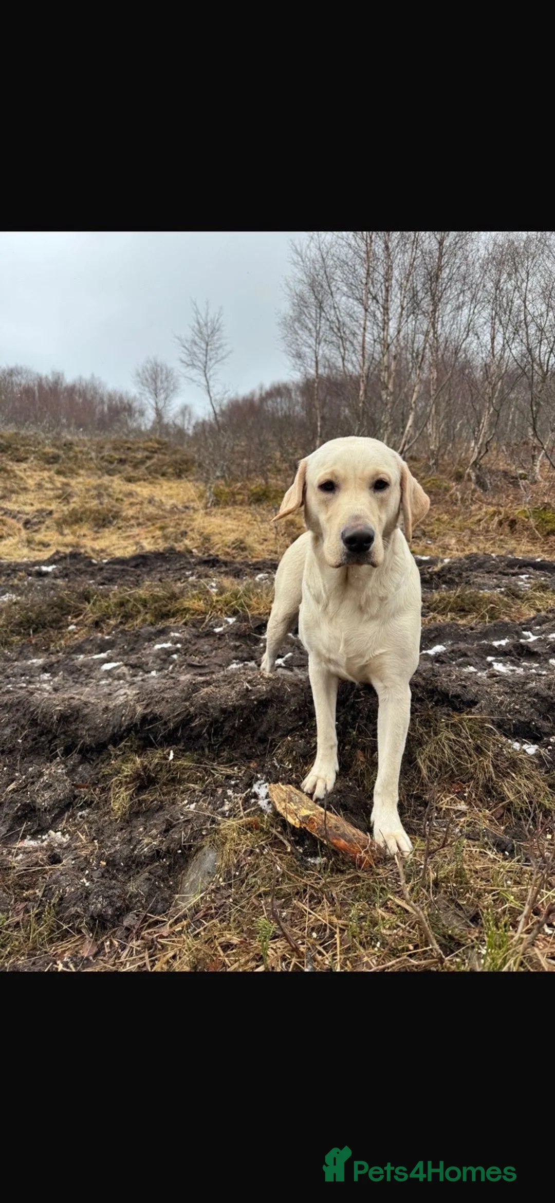 Labrador Retriever dogs for sale: Labrador looking for a new home. - Advert 1