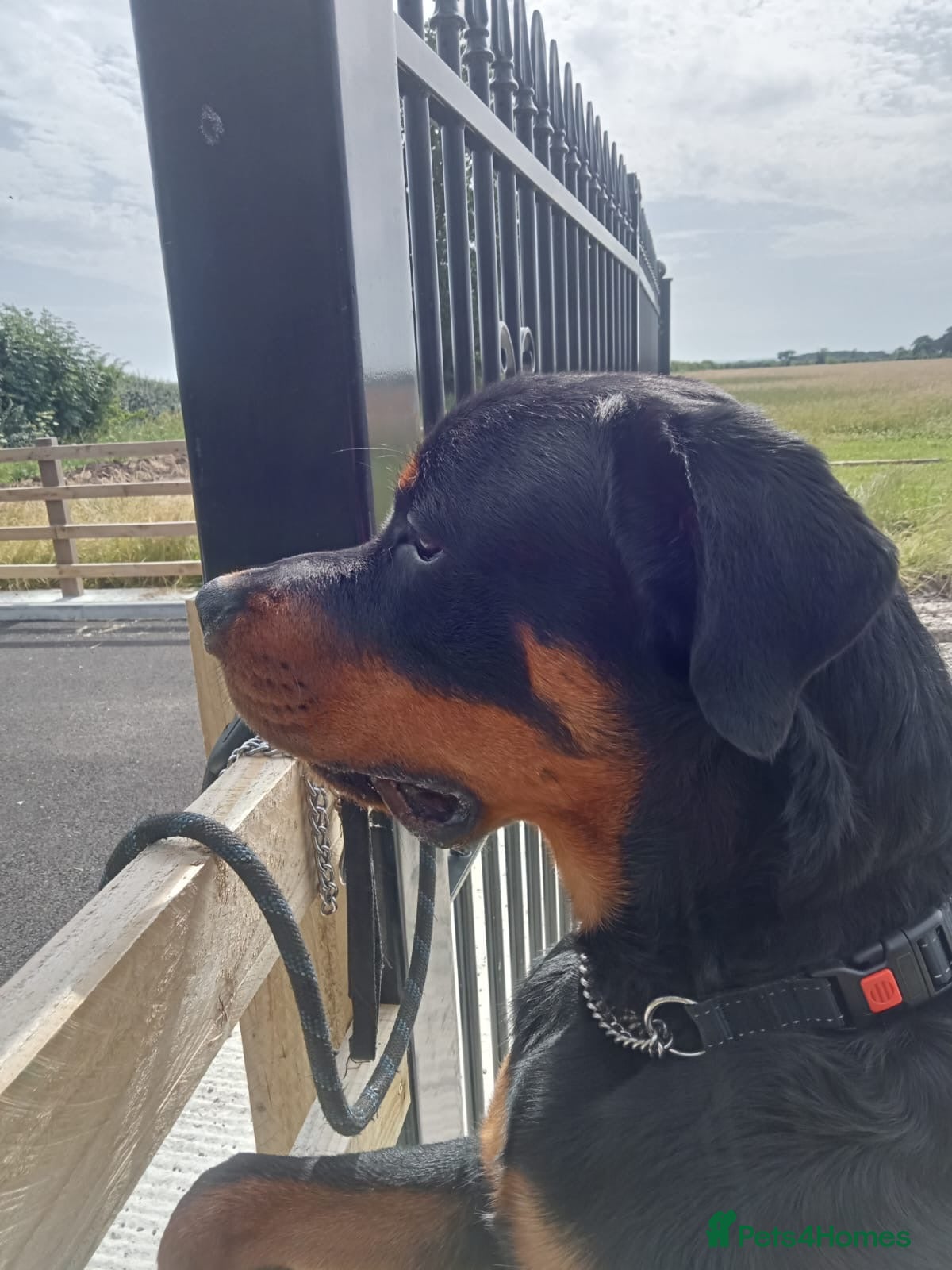 Rottweiler dogs Rottweiler  - Advert 10