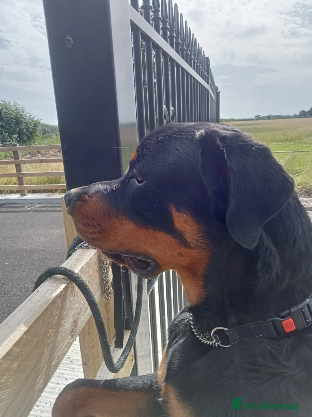 Rottweiler dogs for sale: Rottweiler  - Advert 1