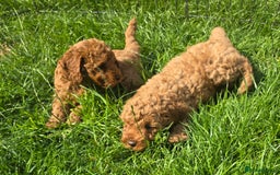 Toy Poodle dogs for sale: Fox Red poodle puppies  - Image 8