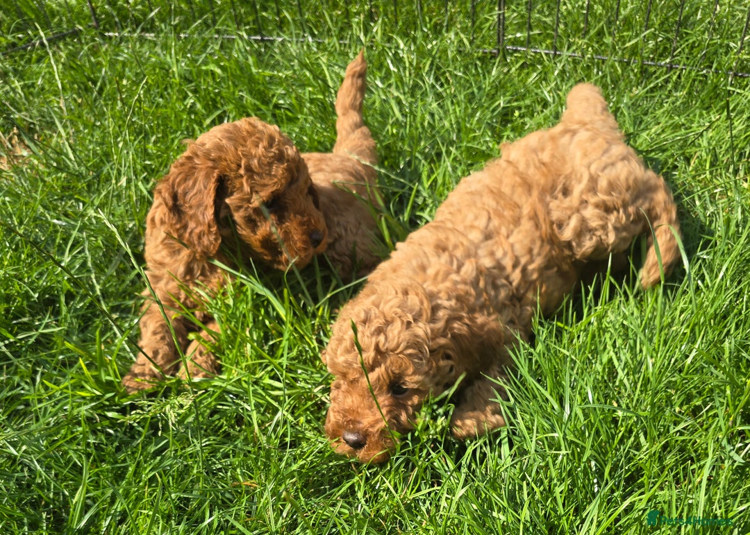 Toy Poodle dogs for sale: Fox Red poodle puppies  - Image 8