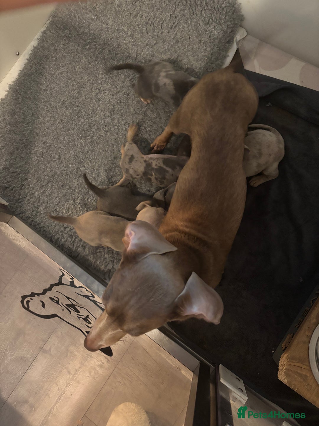 Miniature Dachshund dogs for sale: Miniature dachshund puppies  - Advert 1