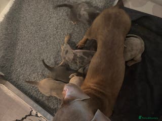 Miniature Dachshund dogs Miniature dachshund puppies - Advert 4