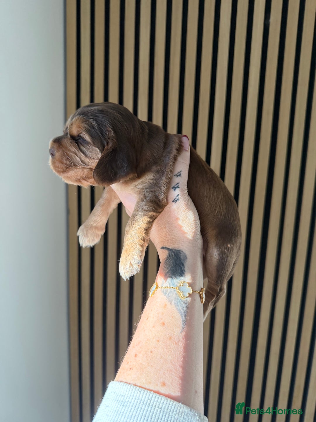 Cocker Spaniel dogs for sale: 🐶Rizi Bizi 🐶🐾 full pedigree show spaniels🐾  - Advert 21