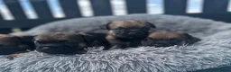 Border Terrier dogs for sale: KC Border Terrier puppies (SLEM Clear) - Advert 3
