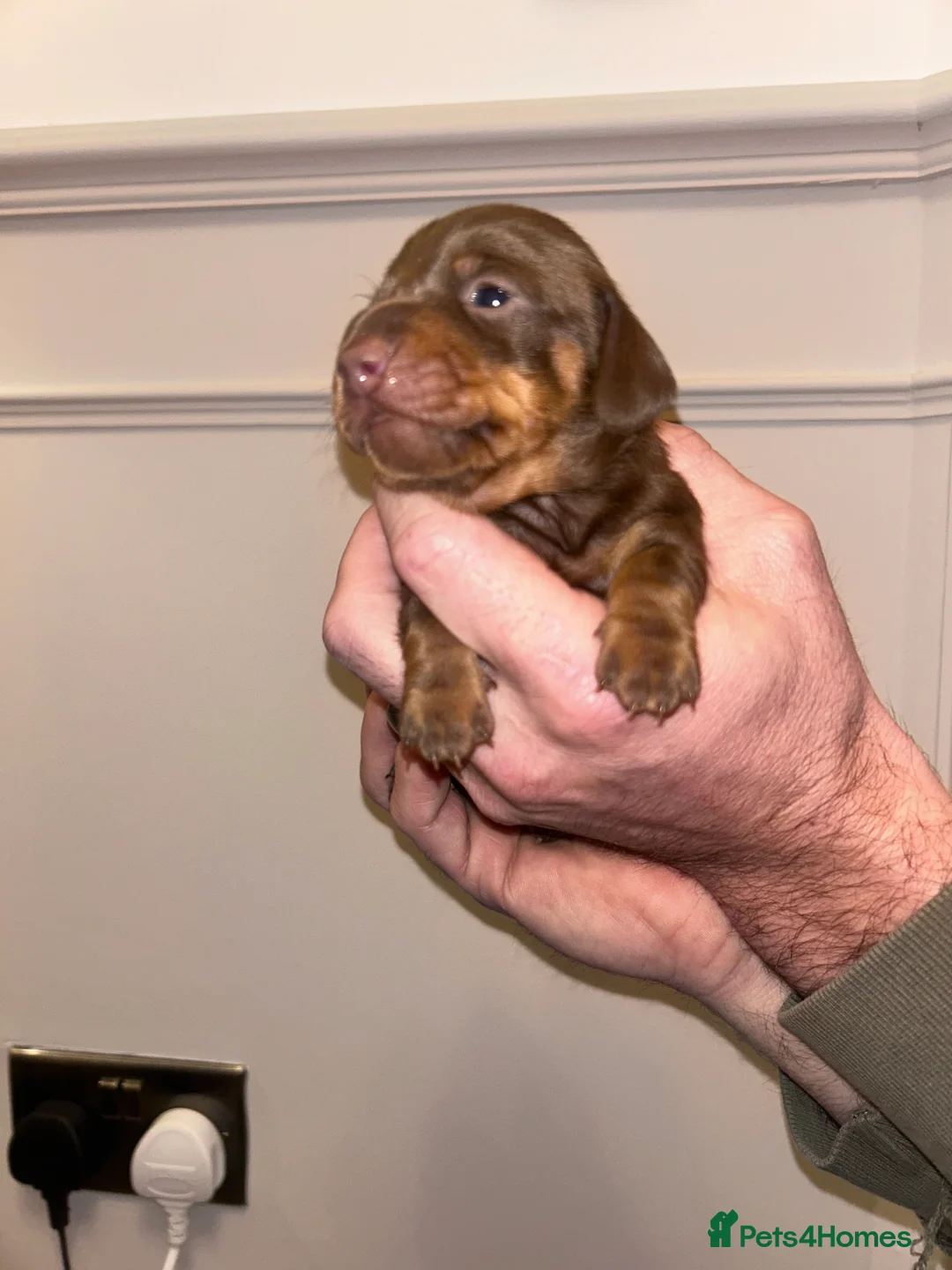 Miniature Dachshund dogs for sale: Miniature dachshund  - Advert 5