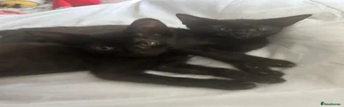 Siamese 3