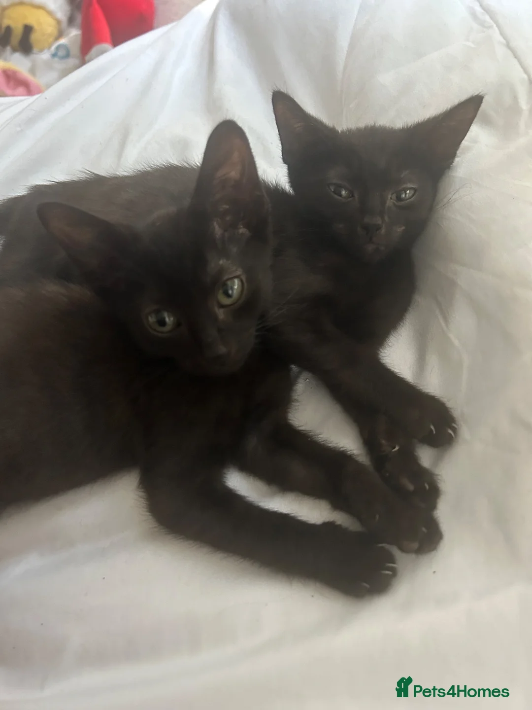 Siamese cats for sale: Beautiful kittens  - Advert 5