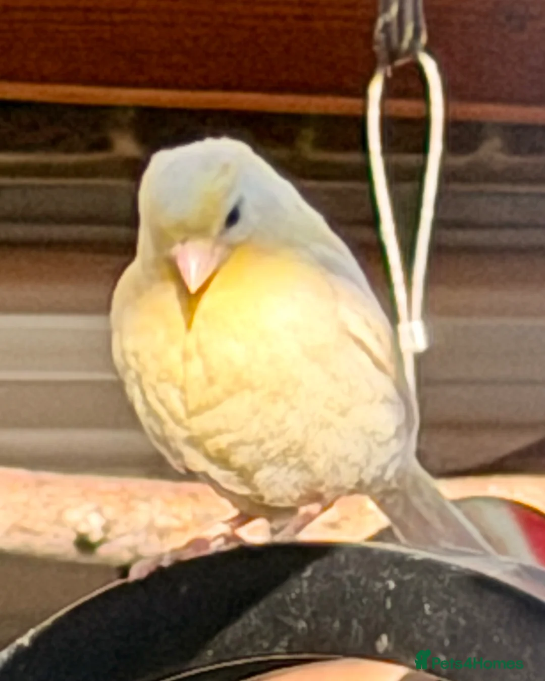 Canaries birds for sale: Canaries - Advert 2