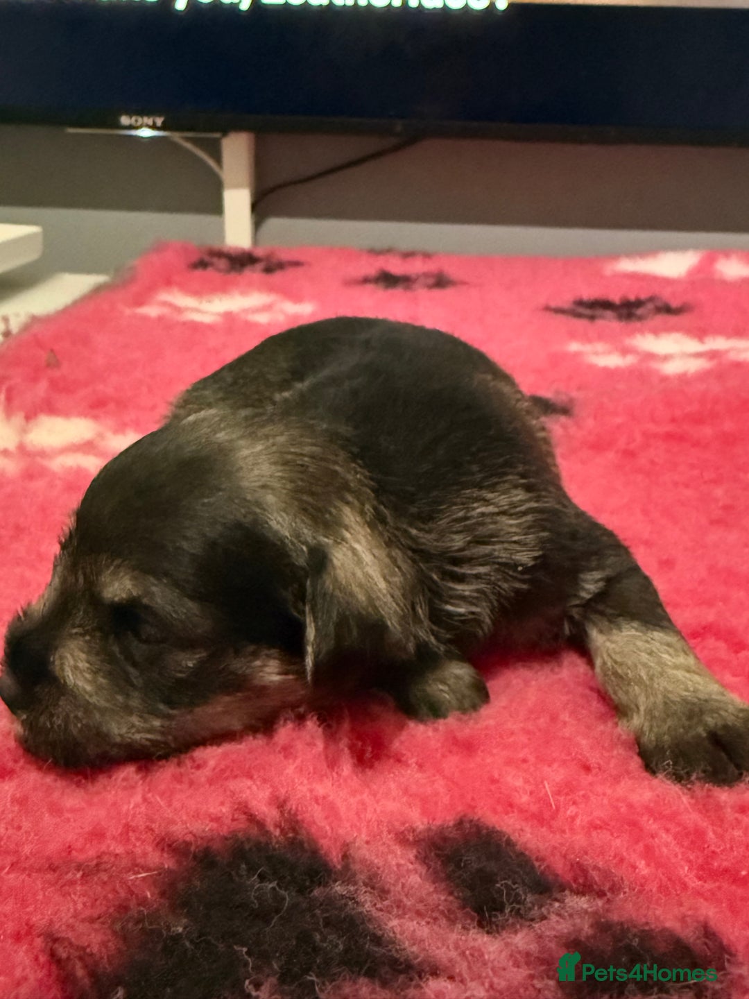 Miniature Schnauzer dogs for sale: KC MAC BVA MIniature Schnauzer puppies  - Image 2