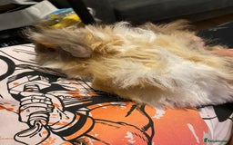 Guinea Pig rodents for sale: Pair bonded brothers - Image 2