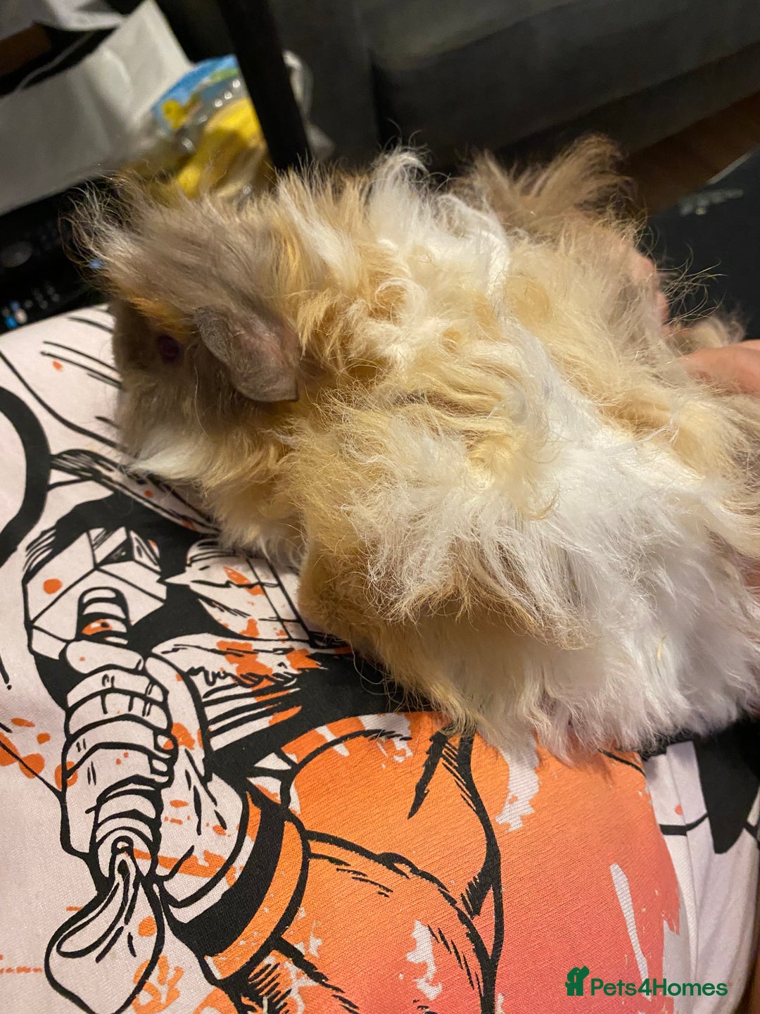 Guinea Pig rodents for sale: Pair bonded brothers - Image 2