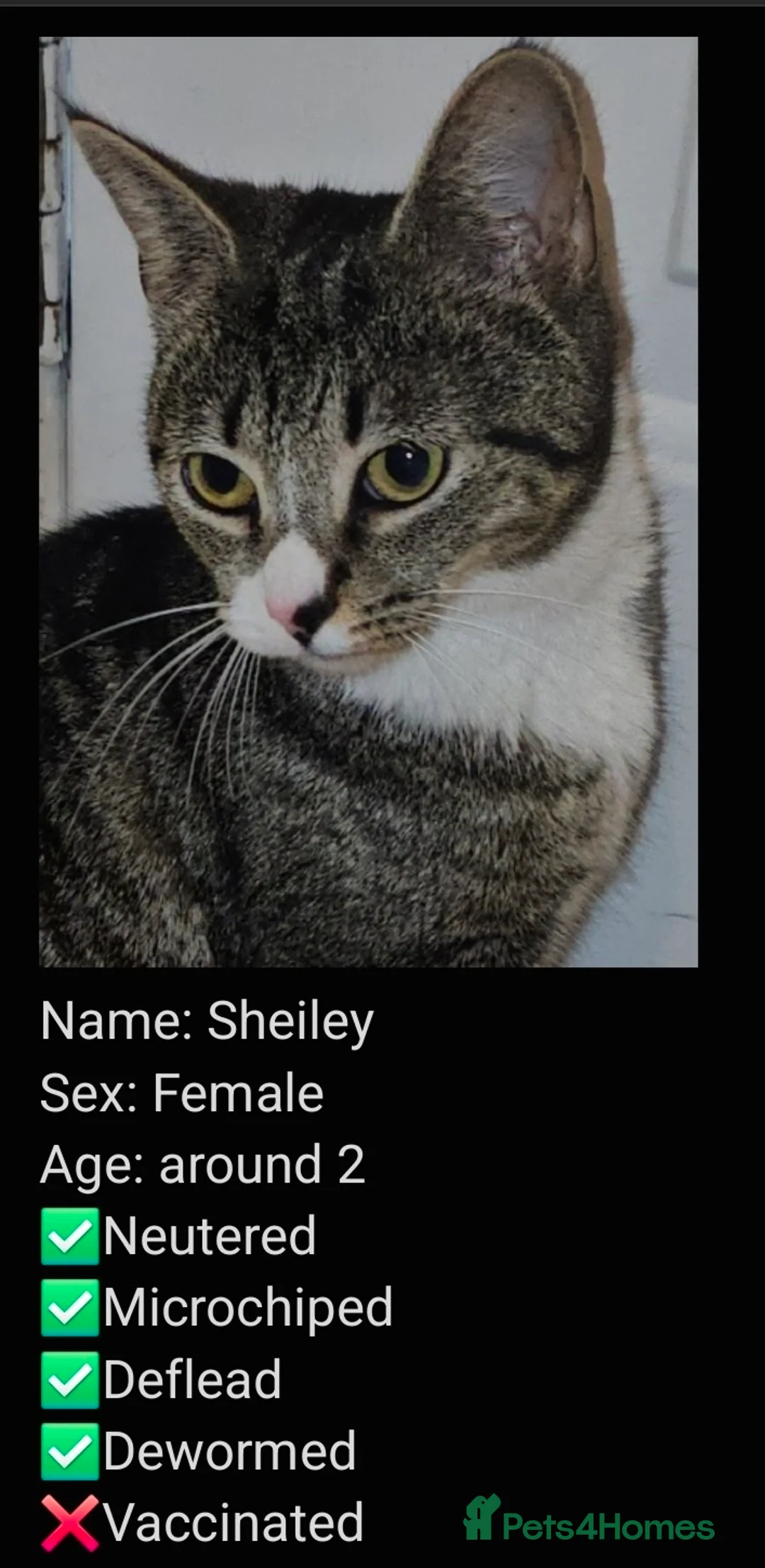 Mixed Breed cats for adoption: Young female tabby rescue cat - Sheiley - Advert 5
