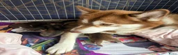 Siberian Husky dogs for sale: Siberian Husky boy  - Advert 2