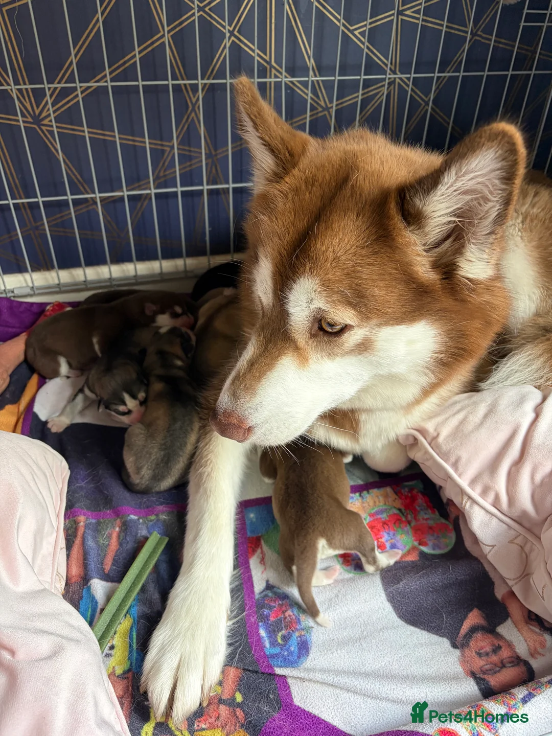 Siberian Husky dogs for sale: Siberian Husky boy  - Advert 2