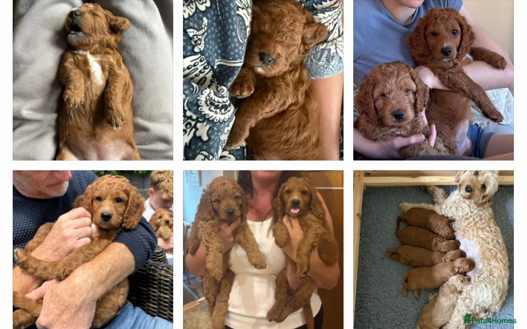 Cockapoo dogs for stud: F1 cocapoo well Proven extensively health tested in Bromley - Advert 21