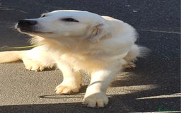 Golden Retriever dogs for stud: Extensively health tested show type kc reg in Bedford - Image 14