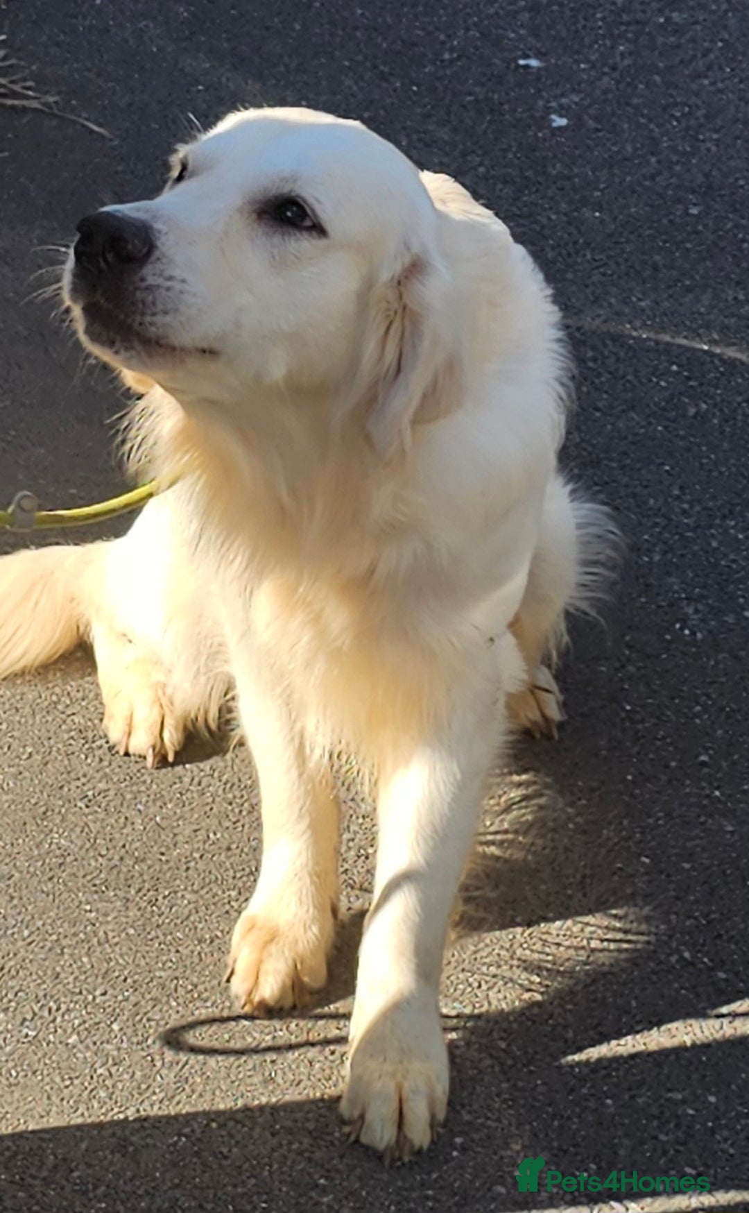 Golden Retriever dogs for stud: Extensively health tested show type kc reg in Bedford - Image 14