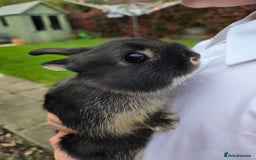 Netherland Dwarf rabbits for sale: Pure Netherland Dwarfs READY TO LEAVE! - Advert 3