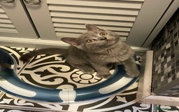 Russian Blue cats for sale: Russian Blue x BSH - Image 16