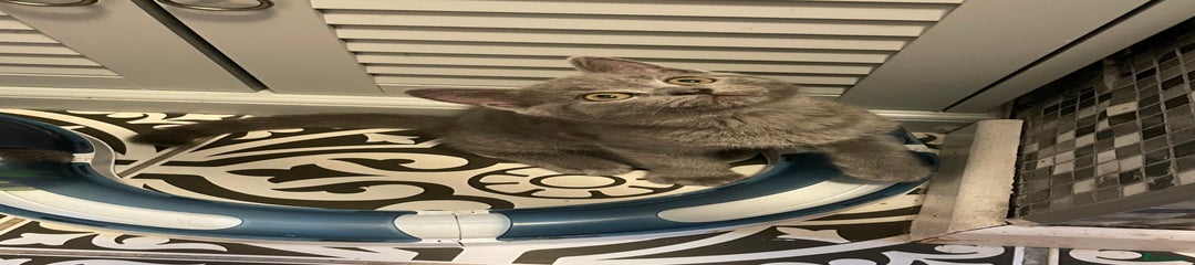 Russian Blue Kitten 1
