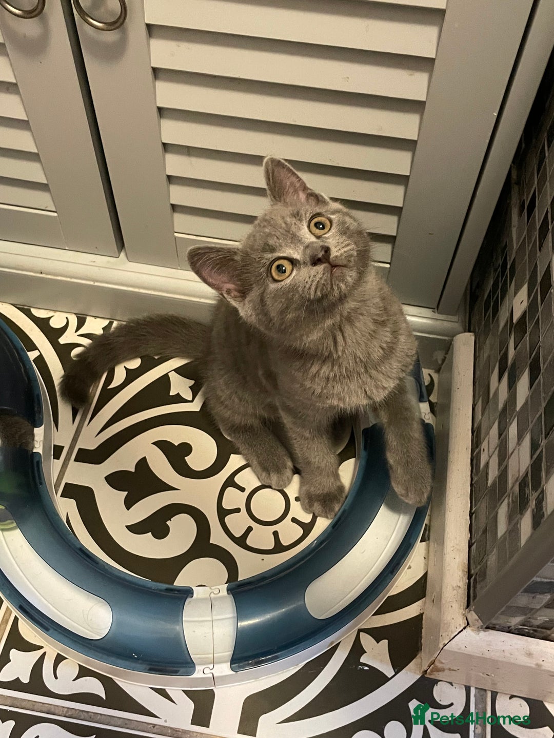 Russian Blue cats for sale: Russian Blue x BSH - Image 16