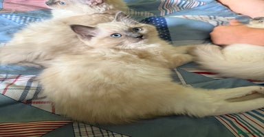 Ragdoll cats - Advert 8