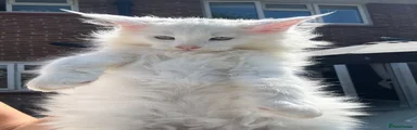 Maine Coon Kitten 4