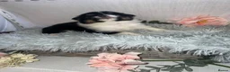 Pomeranian dogs for sale: Only two beautiful Pomeranian babies left - Advert 22