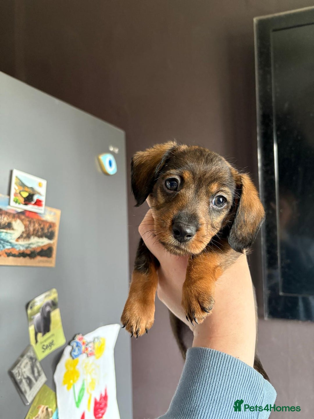 Dachshund dogs for sale: Minature dachshund puppies  - Image 18