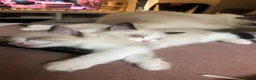 Ragdoll cats for sale: Beautiful Ragdoll Boy  in Hertford - Advert 5