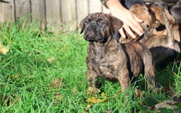 Presa Canario dogs for sale: Presa canario puppies (recognised breeder) - Image 30