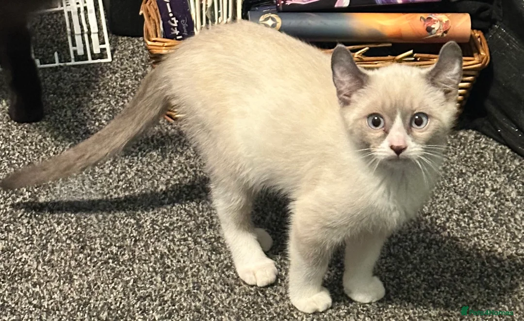 Mixed Breed cats for sale: Price lowered for handsome boy  - Advert 28