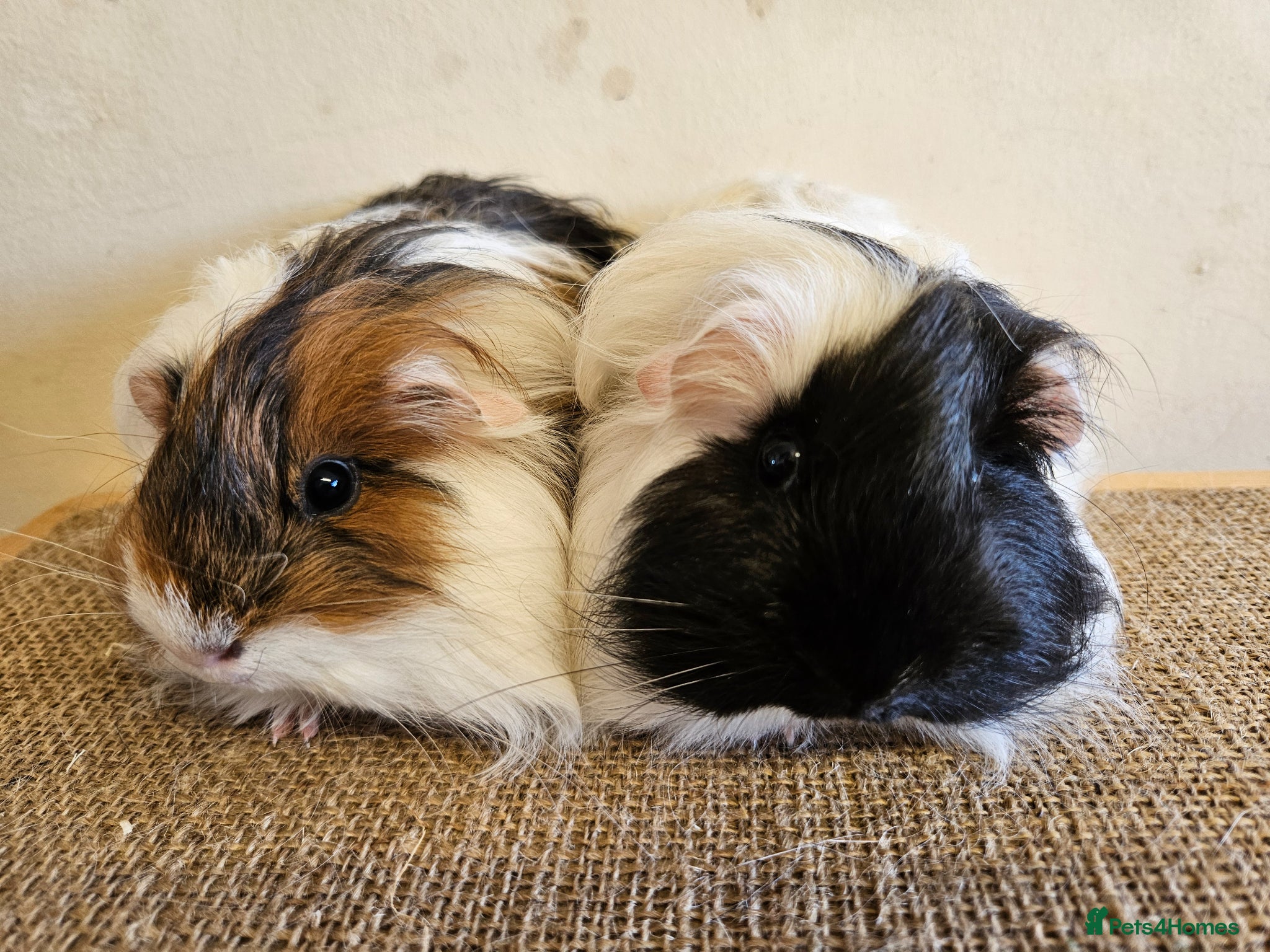 Guinea Pig rodents Various bonded pairs baby/young boy guineas pigs - Advert 16