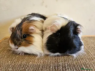 Guinea Pig rodents Various bonded pairs baby/young boy guineas pigs - Advert 16