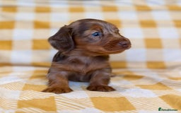 Miniature Dachshund dogs for sale: Long haired dachshund puppie - Advert 4