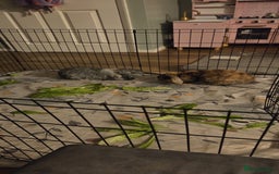 Mixed Breed rabbits for sale: Doc and luna  - Image 2