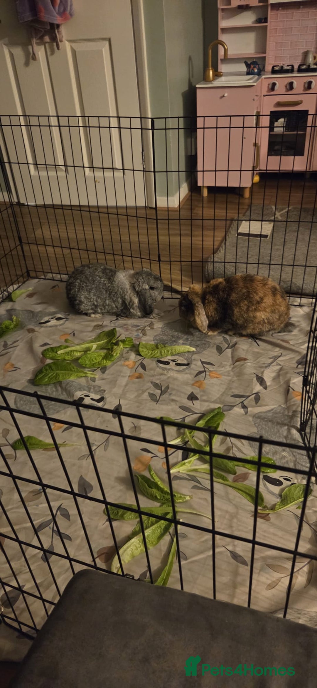 Mixed Breed rabbits for sale: Doc and luna  - Image 2