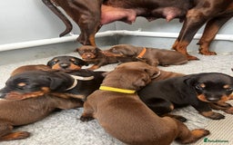 Dobermann dogs for sale: Stunning Dobermann puppies in Nottingham - Image 1