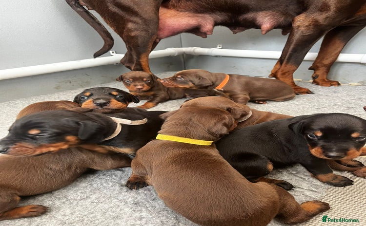 Dobermann dogs in Nottingham - Advert 1