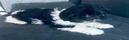 Mixed Breed dogs for sale:  Shihpoo x cavalier King Charles puppies for sale in Ramsgate - Advert 9