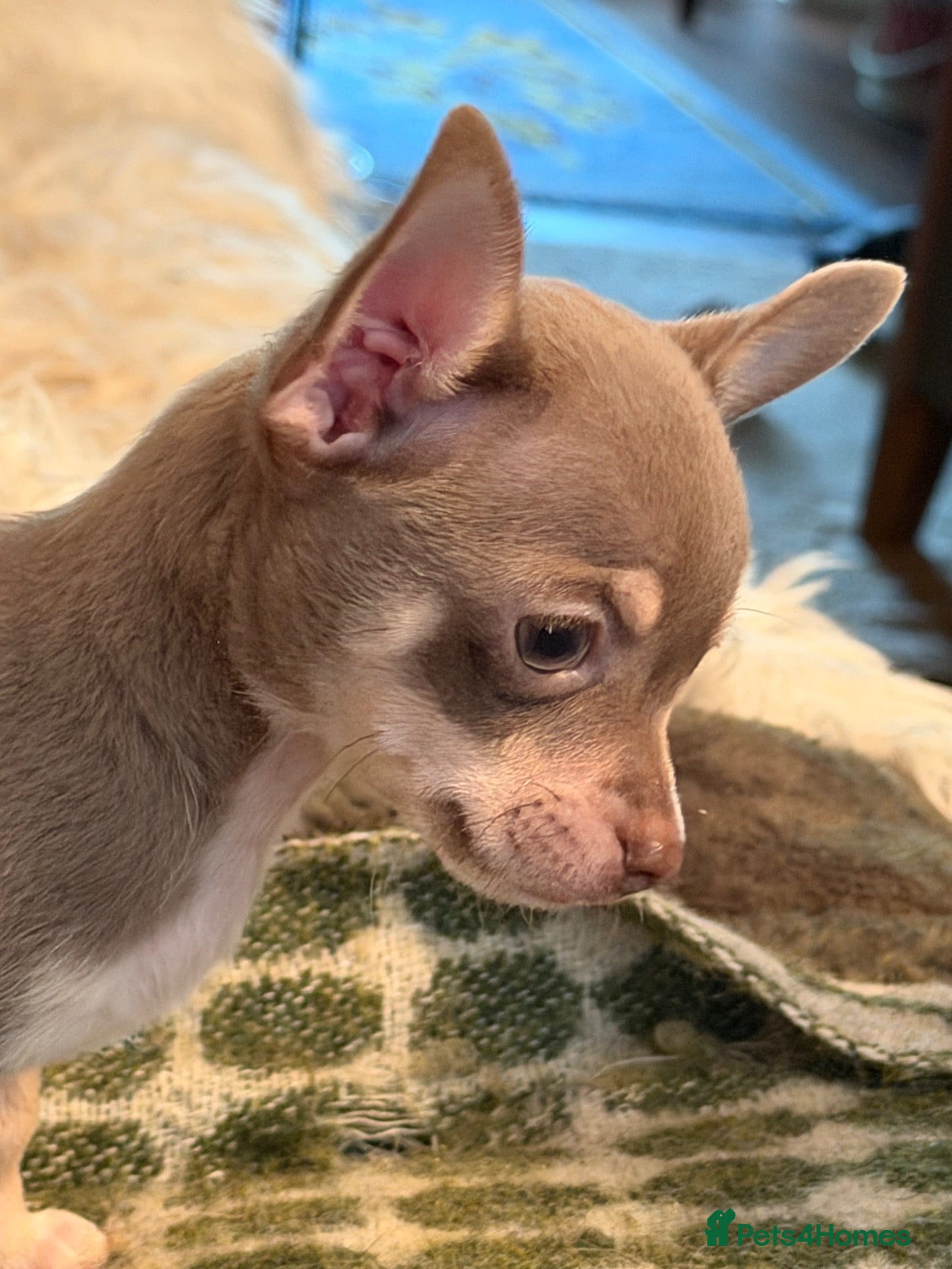 Chihuahua dogs Lilac 3/4 chihuahua x yorky boy  - Advert 3