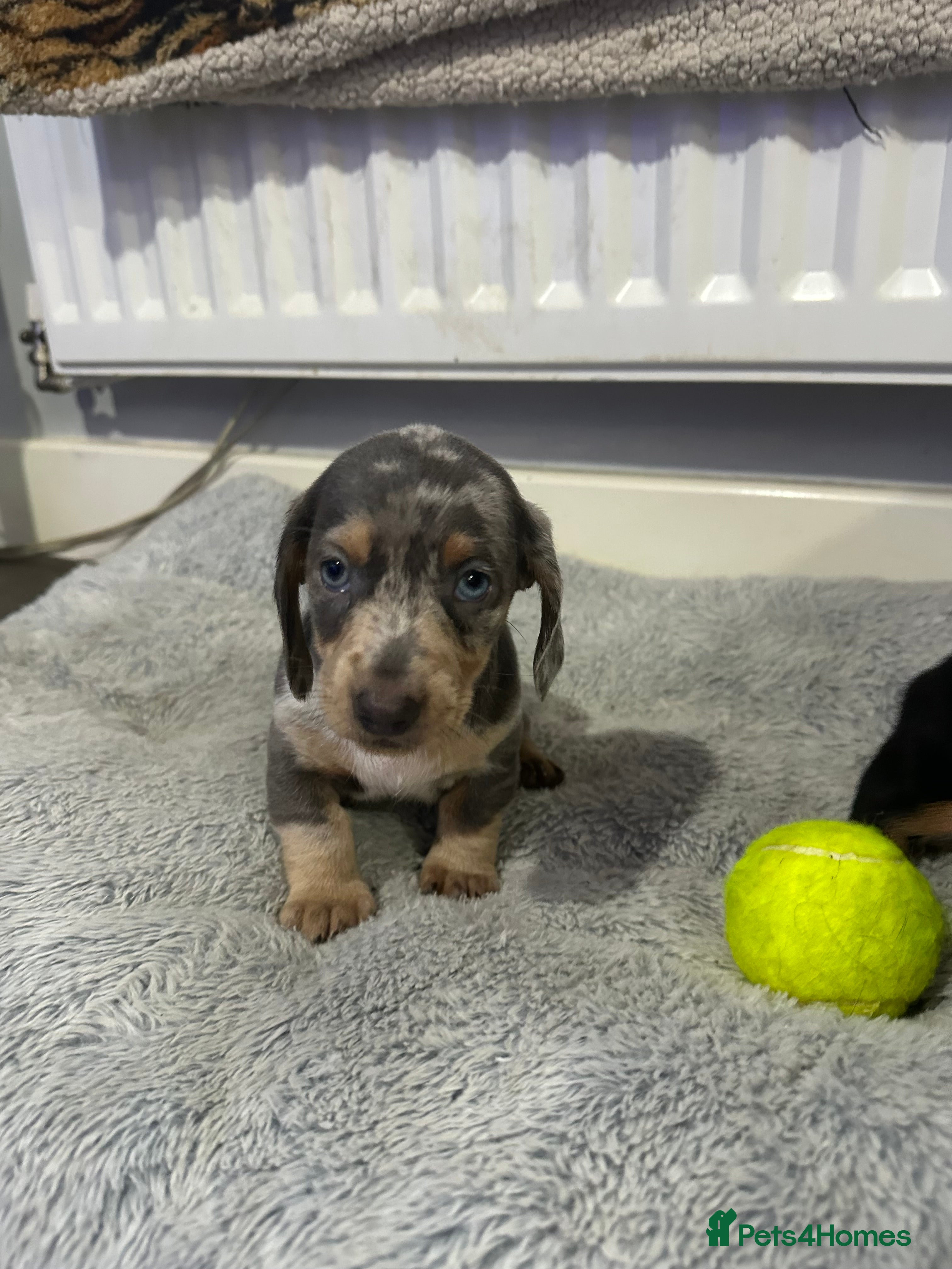 Dachshund dogs 7 Beautiful dachshund puppies  - Advert 1