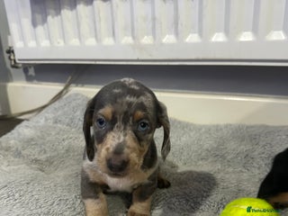 Dachshund dogs 7 Beautiful dachshund puppies - Advert 1