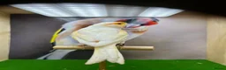 Canaries birds for sale: Red mosaic canary  - Advert 3