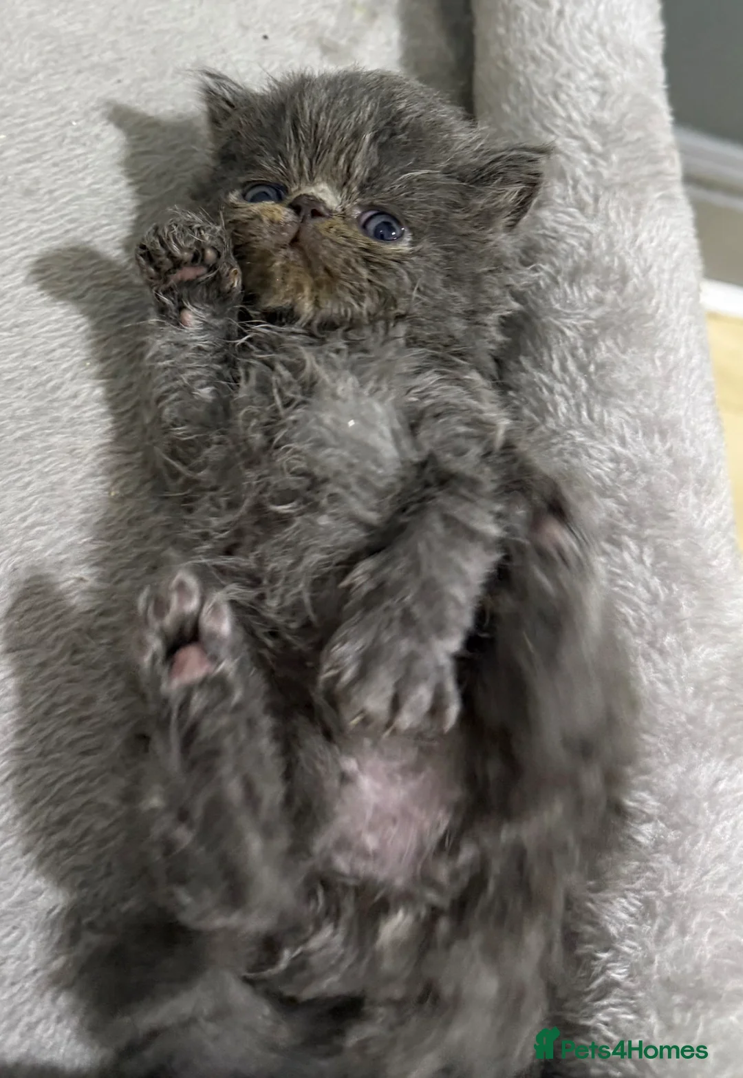 Persian cats for sale: Solid blue Persian kitten  - Advert 2