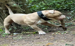 American Bully dogs for stud: American pocket bully  - Image 1